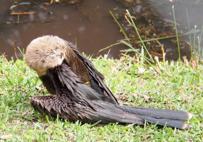 [Anhinga is on the grass with her head tucked against her back. Her wings are at her sides and the one facing the camera looks like it's lying on the groud at an odd angle. The wing covers her beak completely and only one closed eye is visible.]